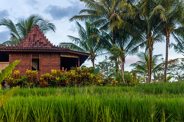 In the middle of rice field